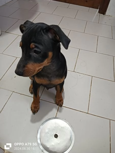 Cucciolo maschio di pinscher | Foto 1