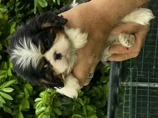 Cuccioli di cavalier king con pedegree | Foto 1