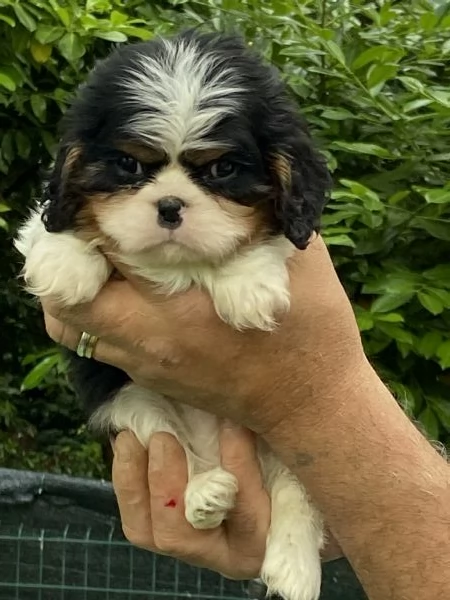 Cuccioli di cavalier king con pedegree | Foto 0