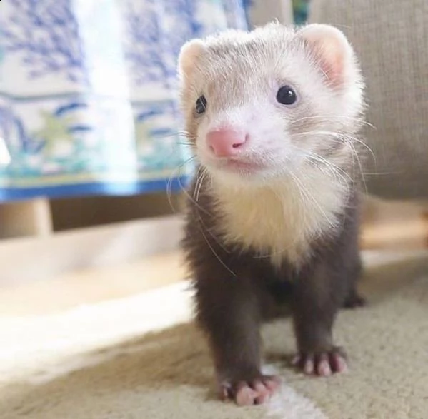 cuccioli di furetti in adozione