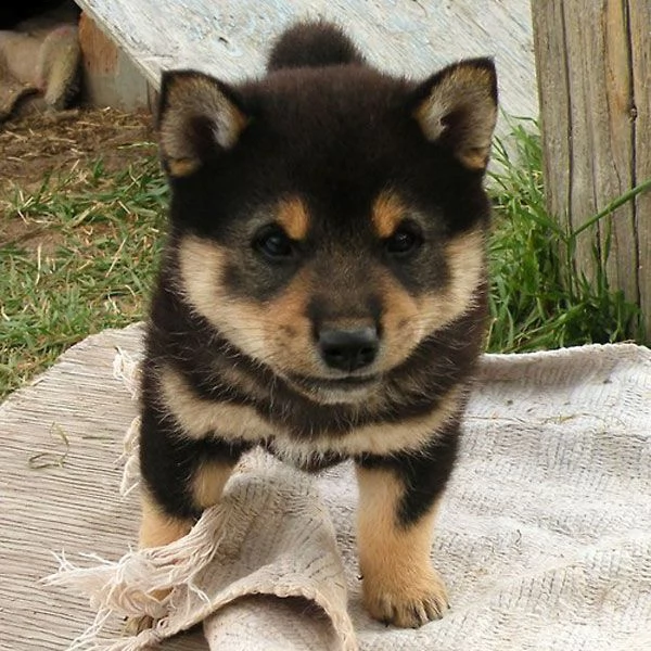 cuccioli di shiba inu in adozione