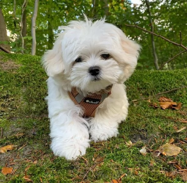 cuccioli di maltese in adozione