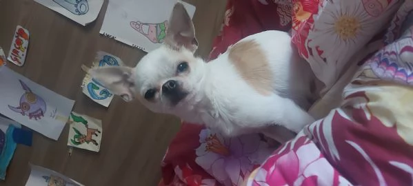 chihuahua con pedigree cerca femmina  | Foto 0