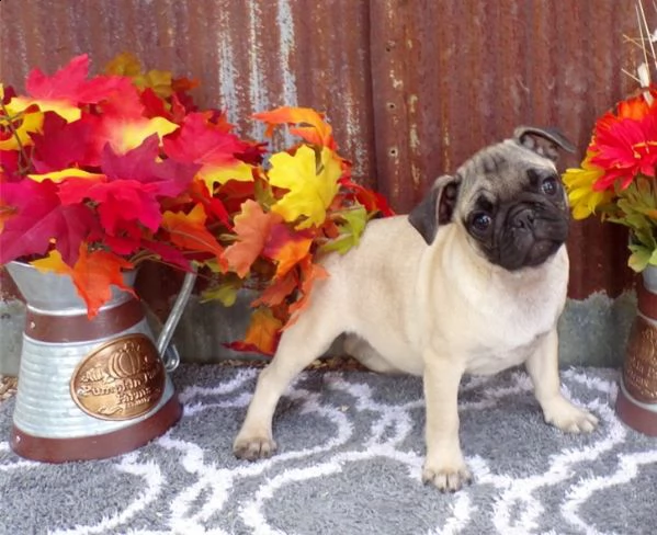 cuccioli di bassotto. | Foto 0