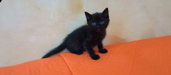 piccoli gattini | Foto 0