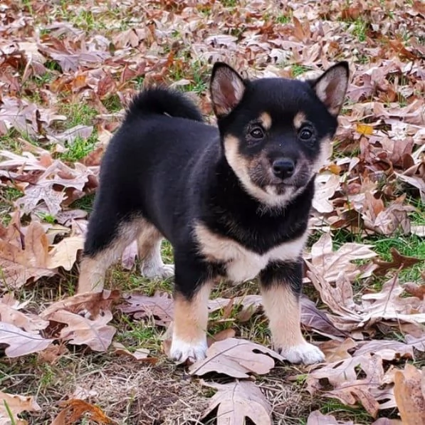 cuccioli di shiba inu in adozione