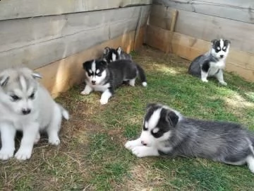 regalo cuccioli di husky siberiano  maschi e femmina.  