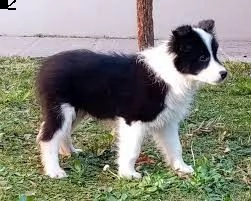 regalo cuccioli di border collie  