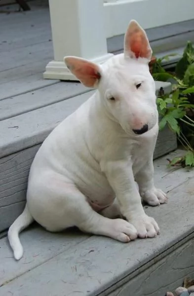 regalo badorabili cuccioli di bull terrier femminucce e maschietti disponibili