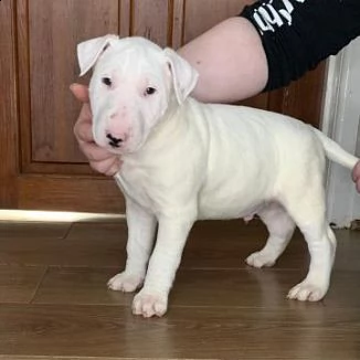 regalo badorabili cuccioli di bull terrier femminucce e maschietti disponibili | Foto 0