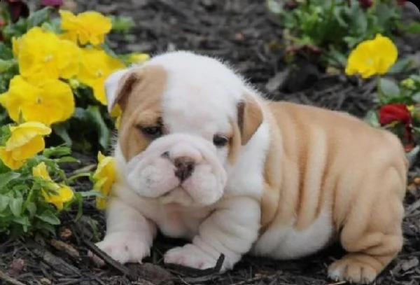 regalo bulldog inglese cuccioli con pedigree bulldog inglese pelo corto taglia piccola molto belli .