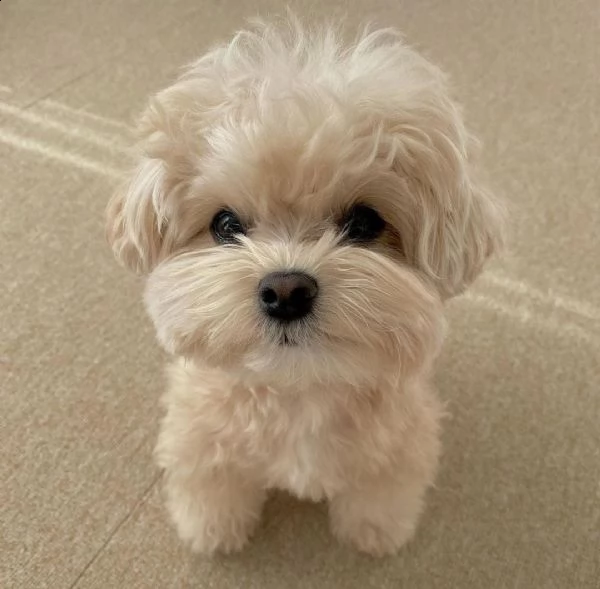 cuccioli di maltipoo in adozione