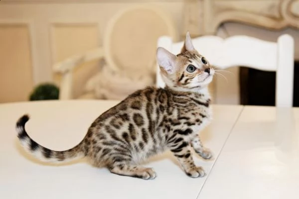 bengal cuccioli disponibili | Foto 0