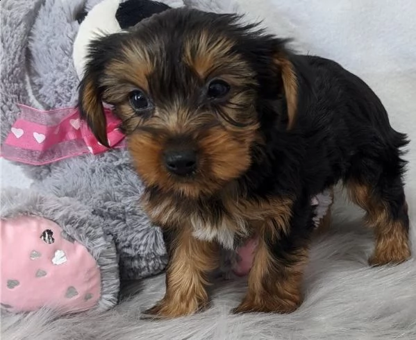 cuccioli di yorkshire terrier in adozione