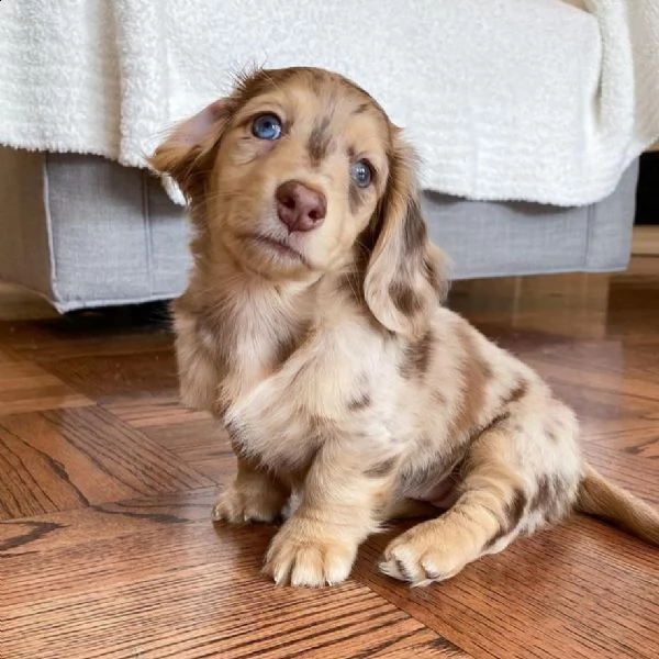   regalo adorabili cuccioli  bassotto femminucce e maschietti