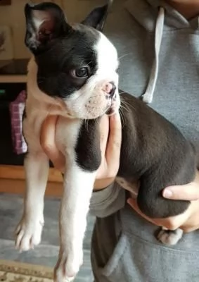 cuccioli di boston terrier per nuove case