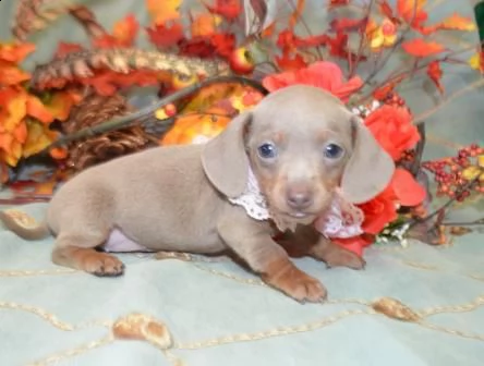 2 bellissimi cuccioli di bassotto