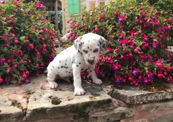 bellissimi cuccioli di dalmata | Foto 2