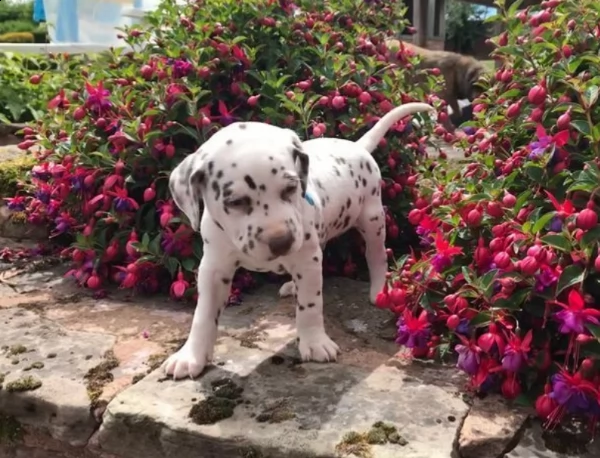 bellissimi cuccioli di dalmata | Foto 1