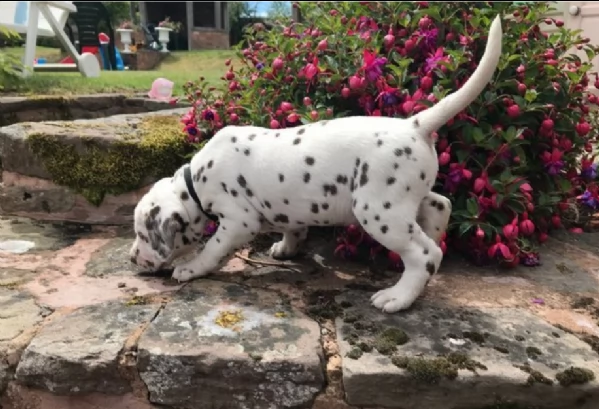 bellissimi cuccioli di dalmata | Foto 0