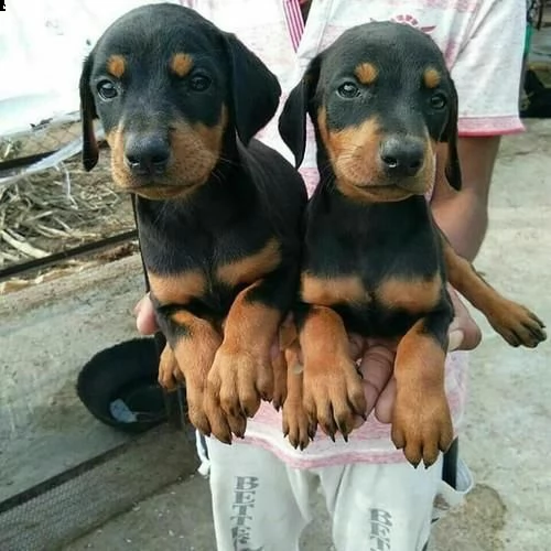 6 splendidi cuccioli doberman registrati akc