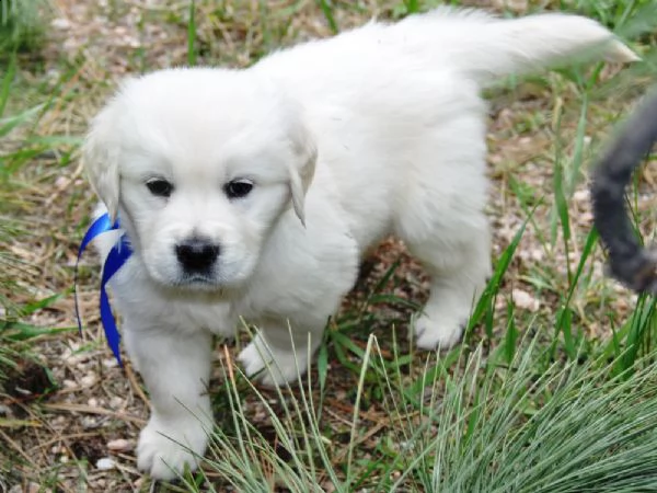 cuccioli pronti a partire possiamo offrire la consegna