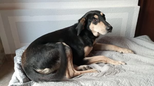 Balto giovanissimo mix segugio di 1 anno e mezzo cerca casa | Foto 0