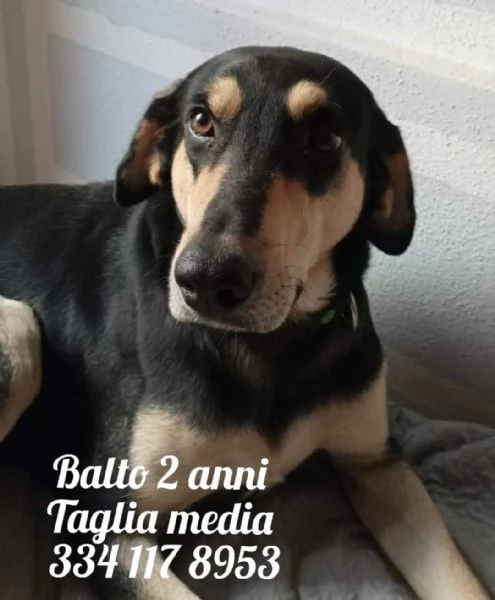 Balto giovanissimo segugio buono adatto a tutti cerca casa URGENTE rischia il canile | Foto 6