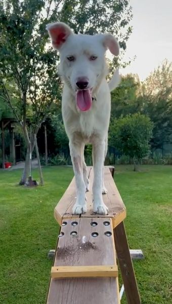 Remi 9 mesi cerca casa, cucciolo buonissimo e molto intelligente | Foto 0