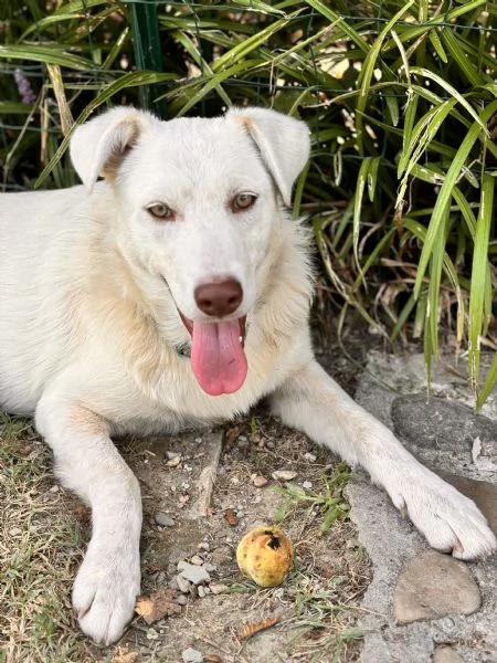 Remì cucciolone di 9 mesi bianco con gli occhi verdi cerca casa  | Foto 5