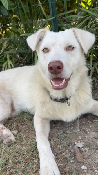 Remì cucciolone di 9 mesi bianco con gli occhi verdi cerca casa  | Foto 4