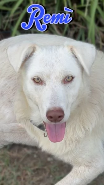 Remì cucciolone di 9 mesi bianco con gli occhi verdi cerca casa 