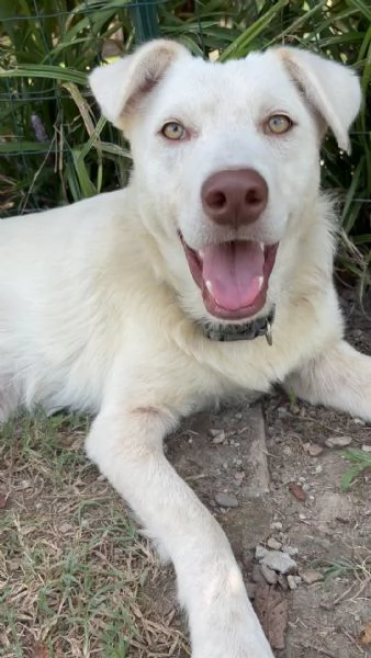 Remì cucciolone di 9 mesi bianco con gli occhi verdi cerca casa  | Foto 2