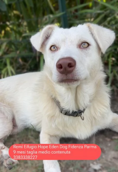 Remì cucciolone di 9 mesi bianco con gli occhi verdi cerca casa  | Foto 1