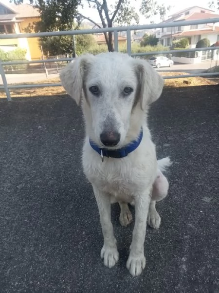 Artì cucciolone di 8 mesi cerca casa  | Foto 2