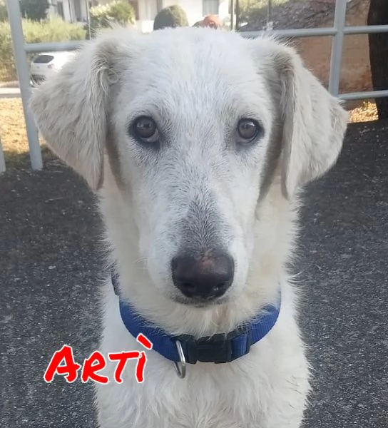 Artì cucciolone di 8 mesi cerca casa  | Foto 1