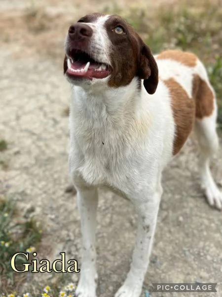 Giada splendida cucciolona dagli occhi magnetici cerca casa  | Foto 2