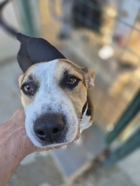 Jack stupendo cagnolino di taglia piccola cerca casa 2 anni sano 