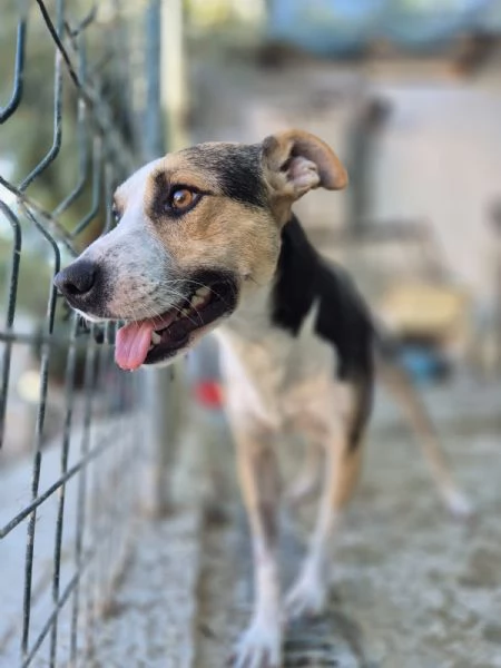 Jack stupendo cagnolino di taglia piccola cerca casa 2 anni sano  | Foto 5