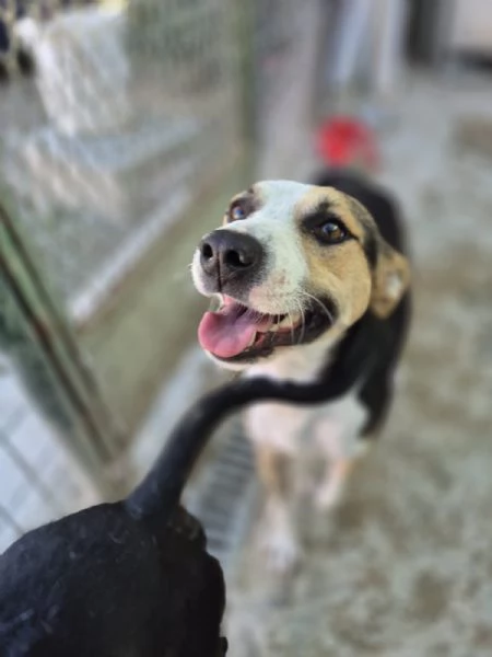 Jack stupendo cagnolino di taglia piccola cerca casa 2 anni sano  | Foto 2