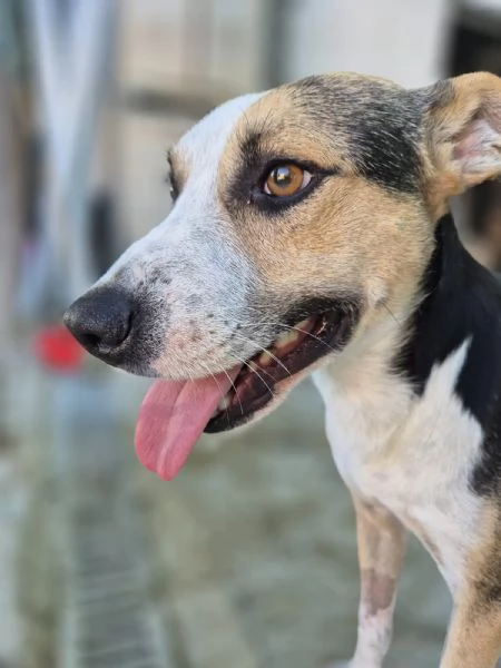 Jack stupendo cagnolino di taglia piccola cerca casa 2 anni sano  | Foto 1