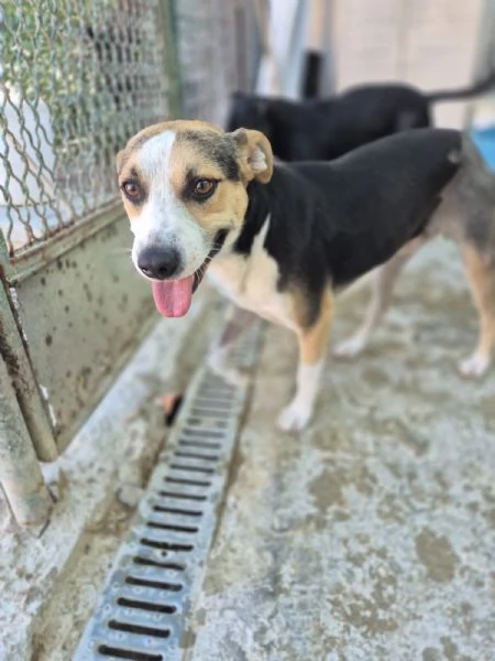 Jack stupendo cagnolino di taglia piccola cerca casa 2 anni sano  | Foto 0