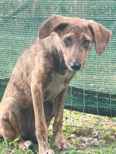 Nina cucciolona di 11 mesi tigrata cerca casa  | Foto 1