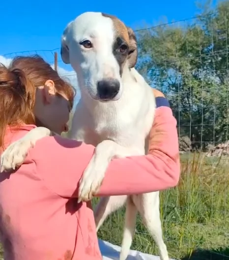 Peggy cucciolona di 11 mesi cerca casa  | Foto 5