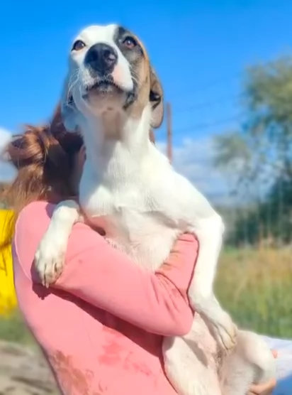 Peggy cucciolona di 11 mesi cerca casa  | Foto 4