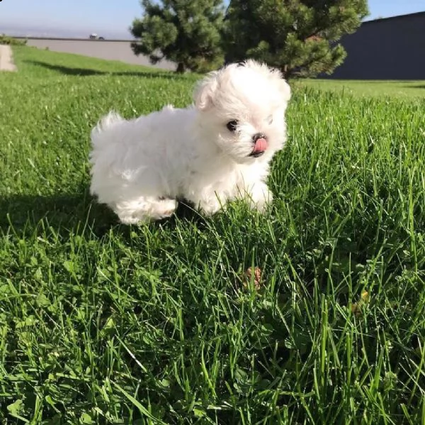 fantastici cuccioli di maltese bianco disponibili regalo di famiglia (adozione)