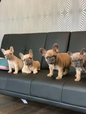 vendo cuccioli di bulldog francese