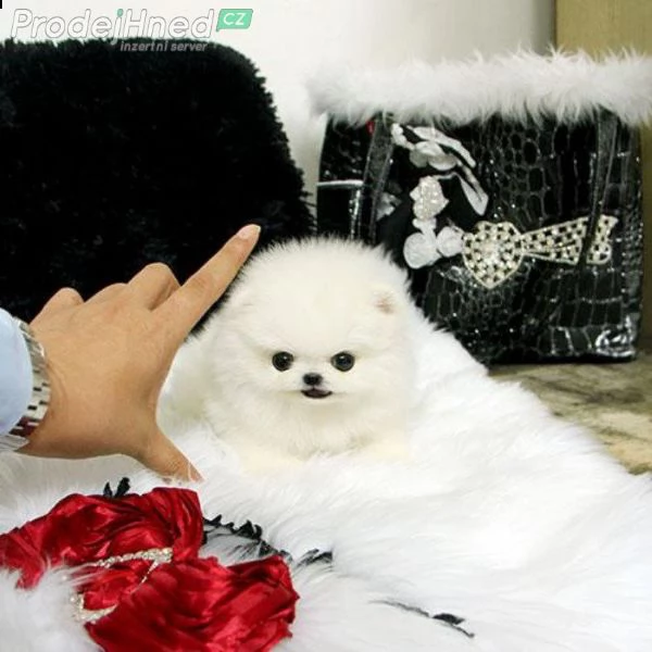 vendo due simpatici cuccioli di pomerania teacup