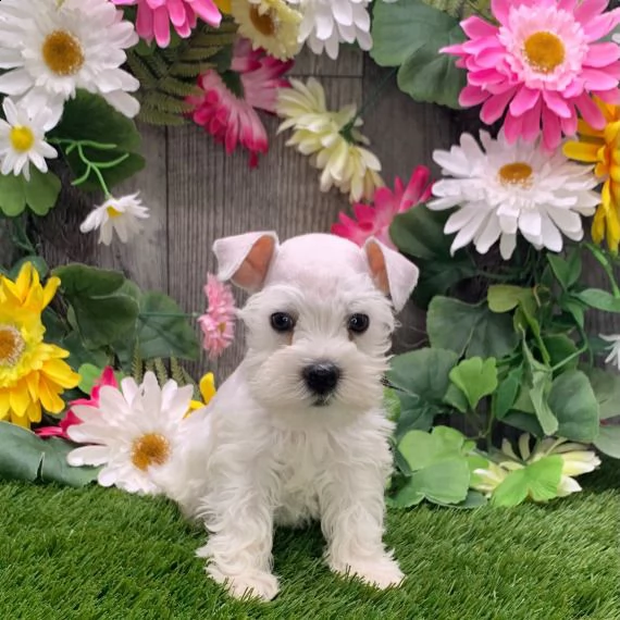 regalo adorabili cuccioli schnauzer femminucce e maschietti disponibili