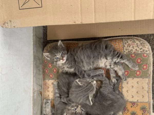 Cuccioli di gatto cercano casa | Foto 1